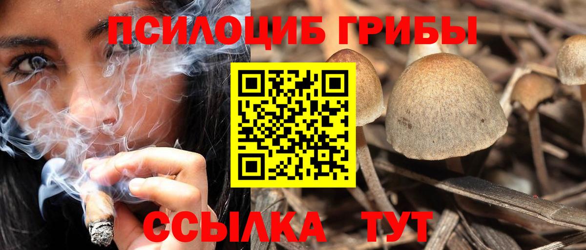 Галлюциногенные грибы Psilocybine cubensis Тверь